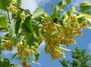 Tilia cordata
